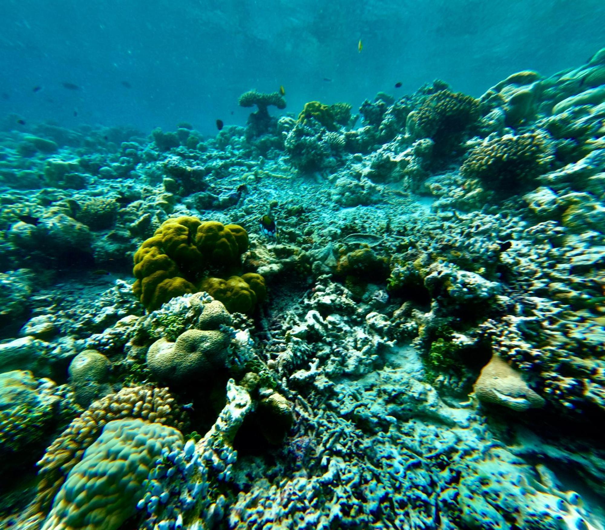 Viva Beach Maldives Hangnaameedhoo Ngoại thất bức ảnh